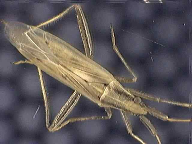 Stenodema laevigatum